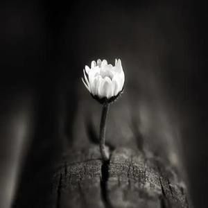 Meet your Posher, Hồng